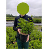 HYDRANGEA paniculata En pot de 4-5 litres