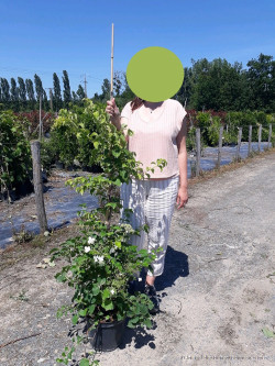 HYDRANGEA petiolaris En pot de 10-12 litres