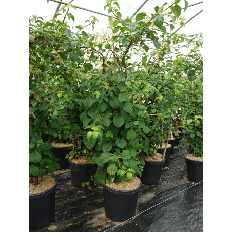 HYDRANGEA petiolaris (Hortensia grimpant)