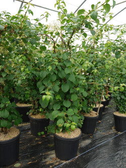 HYDRANGEA petiolaris En pot de 15-20 litres