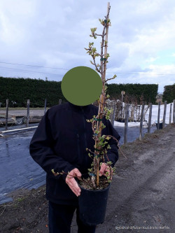 HYDRANGEA petiolaris SILVER LINING En pot de 4-5 litres