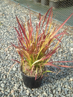 IMPERATA cylindrica RED BARON En pot de 2-3 litres
