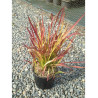 IMPERATA cylindrica RED BARON (Hherbe sanglante Red Baron) En pot de 2-3 litres forme buisson