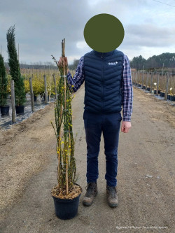 JASMINUM nudiflorum En pot de 10-12 litres hauteur 125-150 cm