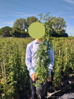 JASMINUM officinalis En pot de 4-5 litres