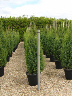 JUNIPERUS communis HIBERNICA En pot de 35-50 litres