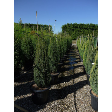 JUNIPERUS communis SENTINEL (Genévrier commun Sentinel) En pot de 35-50 litres