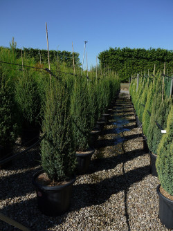 JUNIPERUS communis SENTINEL En pot de 35-50 litres