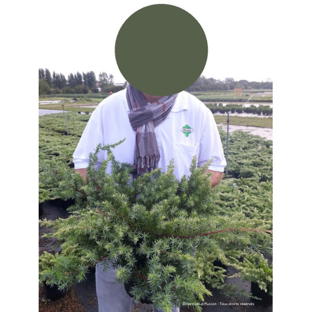 JUNIPERUS conferta SLAGER (Genévrier des sables Slager)