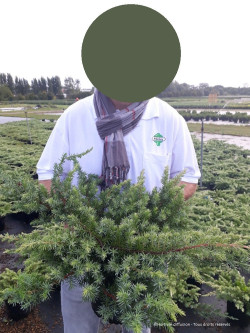 JUNIPERUS conferta SLAGER En pot de 4-5 litres