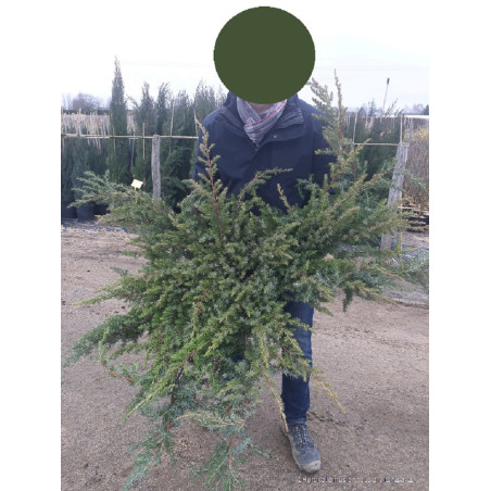 JUNIPERUS conferta SLAGER (Genévrier des sables Slager)