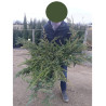 JUNIPERUS conferta SLAGER (Genévrier des sables Slager) En pot de 10-12 litres