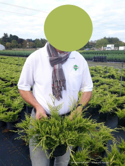 JUNIPERUS media OLD GOLD En pot de 4-5 litres
