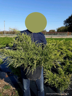 JUNIPERUS media OLD GOLD En pot de 10-12 litres