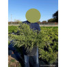 JUNIPERUS media OLD GOLD (Genévrier hybride Old Gold) En pot de 10-12 litres