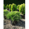 JUNIPERUS media OLD GOLD (Genévrier hybride Old Gold) En pot de 25-30 litres