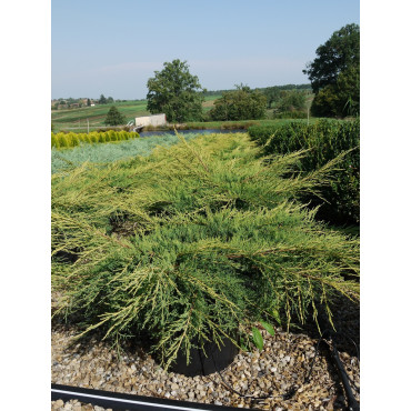 JUNIPERUS media Pfitzeriana AUREA (Genévrier doré de Pfitzer) En pot de 25-30 litres