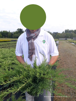 JUNIPERUS media Pfitzeriana COMPACTA En pot de 4-5 litres