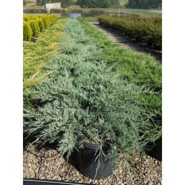 JUNIPERUS media Pfitzeriana GLAUCA (Genévrier bleu de Pfitzer) En pot de 25-30 litres