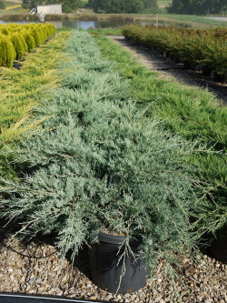 JUNIPERUS media Pfitzeriana GLAUCA En pot de 25-30 litres