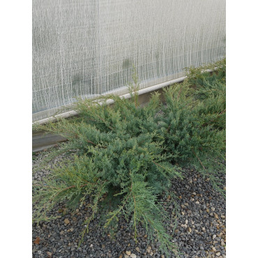 JUNIPERUS media WILHELM PFITZERIANA (Genévrier rampant Pfitzer) En pot de 25-30 litres