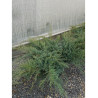 JUNIPERUS media WILHELM PFITZERIANA (Genévrier rampant Pfitzer) En pot de 25-30 litres