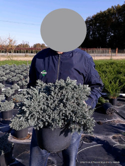 JUNIPERUS squamata BLUE STAR En pot de 10-12 litres