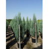 JUNIPERUS virginiana BLUE ARROW (Genévrier de Virginie Blue Arrow) En pot de 35-50 litres