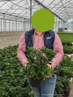 KALMIA latifolia En pot de 4-5 litres