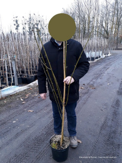 LABURNUM watereri VOSSII En pot de 10-12 litres