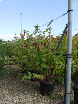 LEYCESTERIA formosa En pot de 15-20 litres