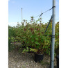 LEYCESTERIA formosa (Arbre aux faisans) En pot de 15-20 litres forme buisson