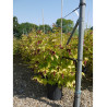 LEYCESTERIA formosa GOLDEN LANTERNS Notbruce (Arbre aux faisans) En pot de 15-20 litres forme buisson