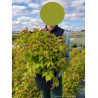 LEYCESTERIA formosa GOLDEN LANTERNS Notbruce (Arbre aux faisans) En pot de 10-12 litres forme buisson