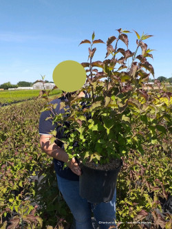 LEYCESTERIA formosa PURPLE RAIN En pot de 10-12 litres