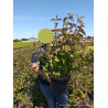 LEYCESTERIA formosa PURPLE RAIN (Arbre aux faisans) En pot de 10-12 litres forme buisson