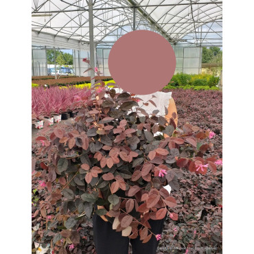 LOROPETALUM chinense BLACK Pearl cov (Loropétale de Chine) En pot de 10-12 litres forme buisson