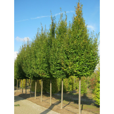 CARPINUS betulus FRANS FONTAINE (Charme commun Frans Fontaine)