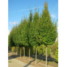 CARPINUS betulus FRANS FONTAINE (Charme commun Frans Fontaine)