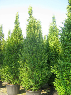 CARPINUS betulus FASTIGIATA
