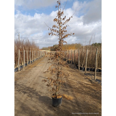 CARPINUS betulus (Charme commun) En pot de 15-20 litres forme baliveau