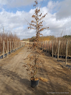 CARPINUS betulus En pot de 15-20 litres baliveau hauteur 150-200 cm