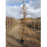 CARPINUS betulus (Charme commun) En pot de 15-20 litres forme baliveau