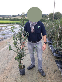 CARPINUS betulus En pot de 4-5 litres baliveau hauteur 080-100 cm