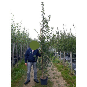 CARPINUS betulus (Charme commun) En pot de 25-30 litres forme baliveau