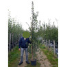 CARPINUS betulus (Charme commun) En pot de 25-30 litres forme baliveau