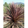 CORDYLINE australis RED STAR (Cordyline)