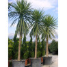 CORDYLINE australis (Cordyline)