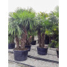 TRACHYCARPUS fortunei (Palmier de Chine ou palmier chanvre) En pot forme multi-troncs