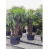 TRACHYCARPUS fortunei (Palmier de Chine ou palmier chanvre) En pot forme multi-troncs